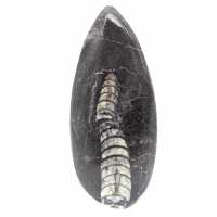 Ortoceras fósiles