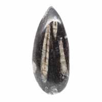 Ortoceras fósiles de Marruecos