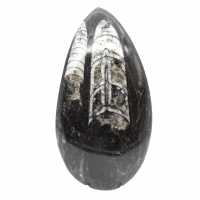 Ortoceras fósiles