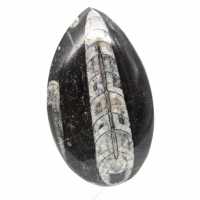 Ortoceras fósiles