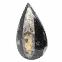 Ortoceras fósiles