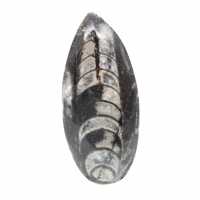 Ortoceras fósiles
