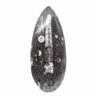 Ortoceras fósiles