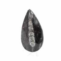 Ortoceras fósiles