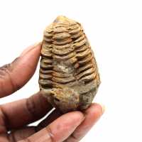 Trilobite fósil