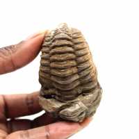 Trilobite fósil