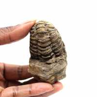 Trilobite fósil