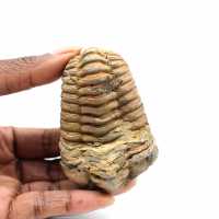 Trilobite fósil
