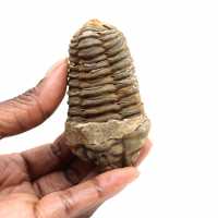 Trilobite fósil