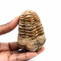 Trilobite fósil