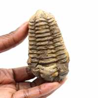 Trilobite fósil