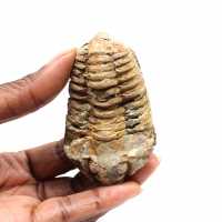 Trilobite fósil