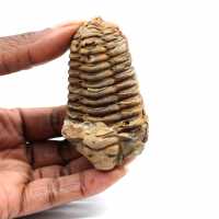 Trilobite fósil
