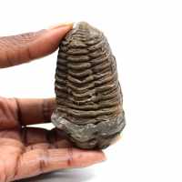 Trilobite fósil