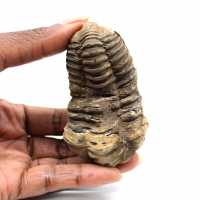 Trilobite fósil