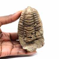 Trilobite fósil