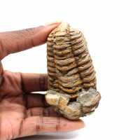 Trilobite fósil