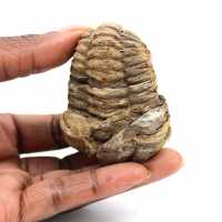 Trilobite fósil