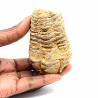 Trilobite fósil