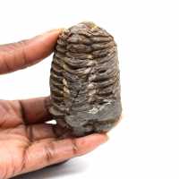 Trilobite fósil