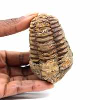 Trilobite fósil