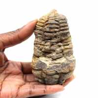 Trilobite fósil