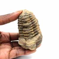 Trilobite fósil