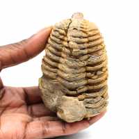 Trilobite fósil