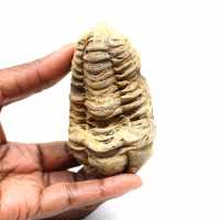 Trilobite fósil