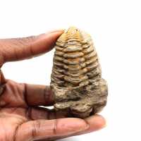 Trilobite fósil