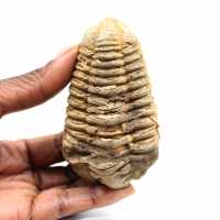Trilobite fósil