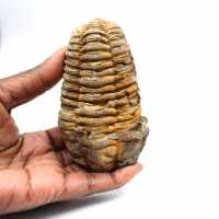 Trilobite fósil
