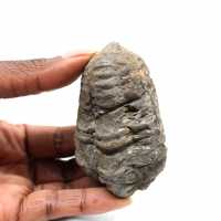 Trilobite fósil