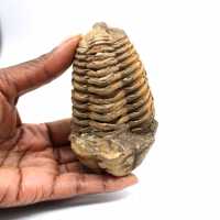 Trilobite fósil