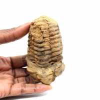 Trilobite fósil
