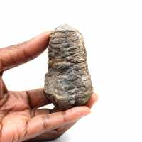 Trilobite fósil