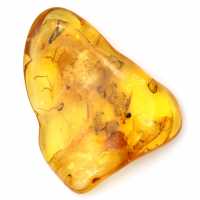Gran piedra de ámbar amarillo de Lituania: fósil para coleccionar