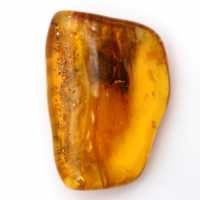 Ámbar báltico: artículo de guijarro de mineralogía