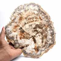 Rebanada de madera fósil coleccionable, pulida por ambos lados, Madagascar