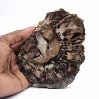 Pequeño trozo de madera petrificada pulida, auténtico fósil de Madagascar. Pequeño trozo de madera petrificada pulida, auténtico fósil de Madagascar.