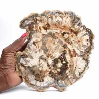 Fósil de madera petrificada, gran rebanada pulida, adorno decorativo, Madagascar Fósil de madera petrificada, gran rebanada pulida, adorno decorativo, Madagascar