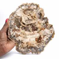 Rebanada pulida de madera fosilizada (petrificada), ejemplar enorme, Madagascar