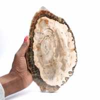 Madera petrificada (trozo), pieza de colección pulida, fósil de Madagascar