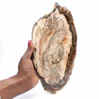 Rodaja pulida de madera fosilizada, prestigioso ejemplar decorativo, Madagascar