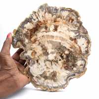 Rodaja de madera petrificada pulida, fósil de árbol, colección de Madagascar Rodaja de madera petrificada pulida, fósil de árbol, colección de Madagascar