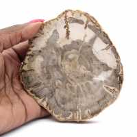 Mini rebanada de madera petrificada pulida, pequeño fósil coleccionable, Madagascar Mini rebanada de madera petrificada pulida, pequeño fósil coleccionable, Madagascar