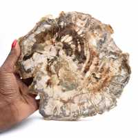 Gran trozo de madera fosilizada pulida, adorno único, Madagascar