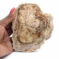 Pequeño ejemplar de madera petrificada pulida, rodaja de fósil decorativa, Madagascar Pequeño ejemplar de madera petrificada pulida, rodaja de fósil decorativa, Madagascar