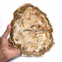 Gran trozo de madera petrificada pulida, pieza de colección de fósiles sólidos, Madagascar Gran trozo de madera petrificada pulida, pieza de colección de fósiles sólidos, Madagascar