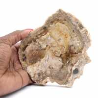 Pequeño adorno de madera petrificada pulida, un fragmento fósil de la historia de Madagascar. Pequeño adorno de madera petrificada pulida, un fragmento fósil de la historia de Madagascar.